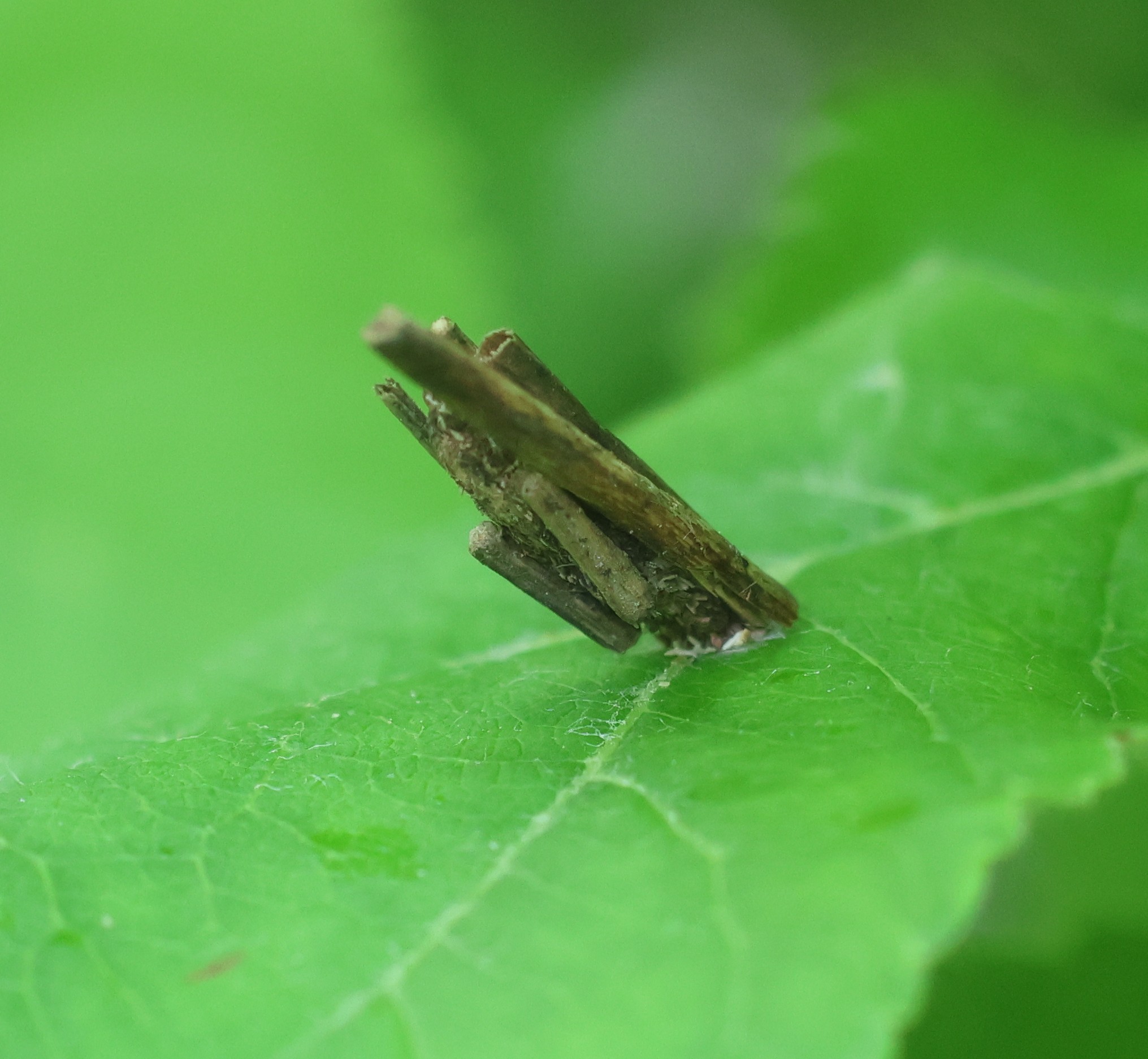 Photo of Common Sweep (Psyche casta)